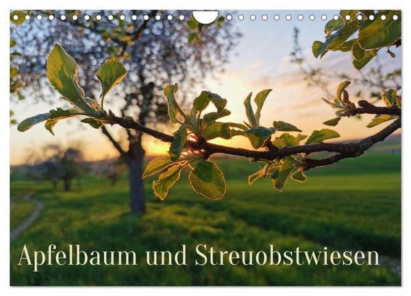 Apfelbaum und Streuobstwiesen (Wandkalender 2026 DIN A4 quer), CALVENDO Monatskalender