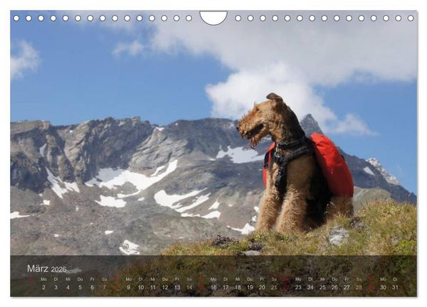 Produktbild: Der Bergdale - mit Hund im Hochgebirge (Wandkalender 2026 DIN A4 quer), CALVENDO Monatskalender