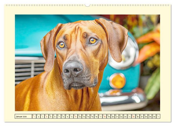 Produktbild: Rhodesian Ridgeback. Kraft und Sanftmut in vollkommener Balance (Wandkalender 2026 DIN A2 quer), CALVENDO Monatskalender