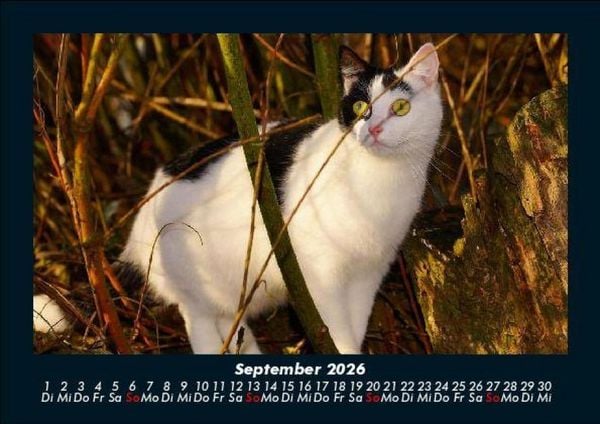 Produktbild: F&uuml;r Katzenfreunde 2026 Fotokalender DIN A5