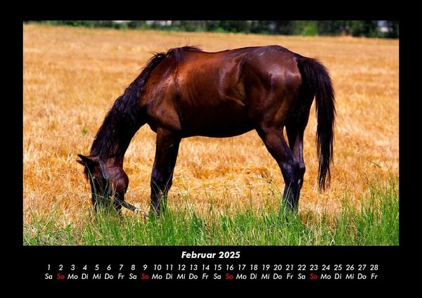 Produktbild: Pferde Kalender 2025 Fotokalender DIN A3