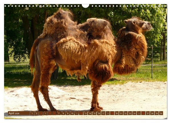 Produktbild: Kamele &bull; Dromedar & Trampeltier (Wandkalender 2026 DIN A3 quer), CALVENDO Monatskalender