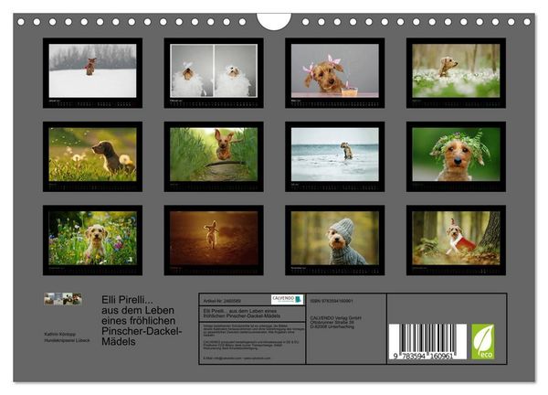 Produktbild: Elli Pirelli... aus dem Leben eines fr&ouml;hlichen Pinscher-Dackel-M&auml;dels (Wandkalender 2027 DIN A4 quer), CALVENDO Monatskalender