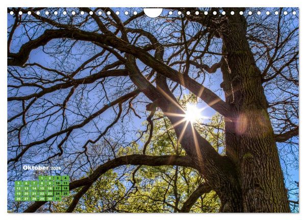 Produktbild: Park Sch&ouml;nbusch Aschaffenburg (Wandkalender 2026 DIN A4 quer), CALVENDO Monatskalender