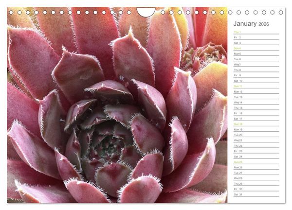 Produktbild: Sempervivum Fascinating Succulents (Wall Calendar 2026 DIN A4 landscape), CALVENDO 12 Month Wall Calendar
