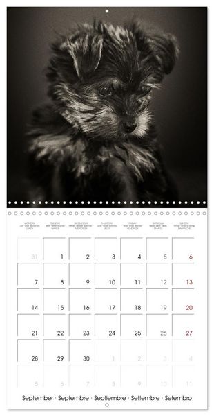 Produktbild: Portraits canins (Calendrier mural carr&eacute; 2026 30x30 cm) Calendrier double avec une page pour vos prises de notes