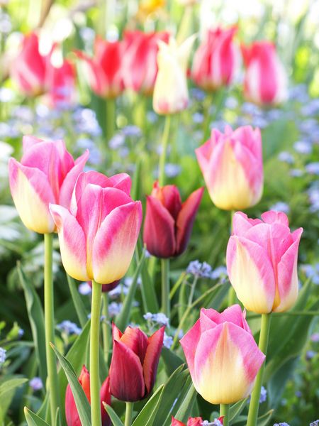 Produktbild: CALVENDO Puzzle Bunte Tulpen mit Vergissmeinnicht | 1000 Teile Lege-Gr&ouml;&szlig;e 64x48cm Foto-Puzzle f&uuml;r gl&uuml;ckliche Stunden