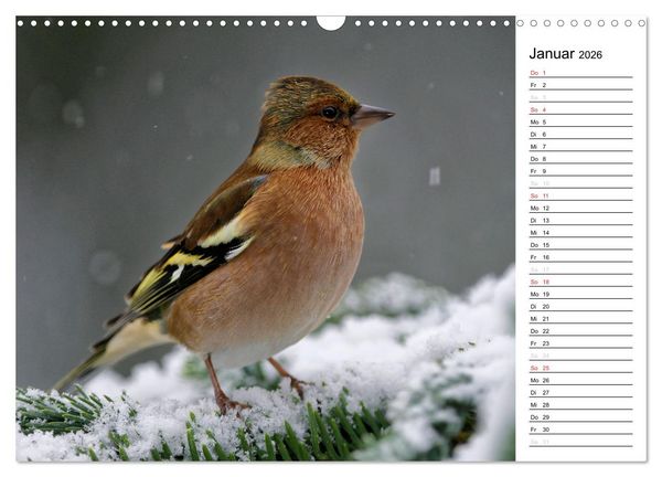 Produktbild: Unsere heimischen Gartenv&ouml;gel (Wandkalender 2026 DIN A3 quer), CALVENDO Monatskalender