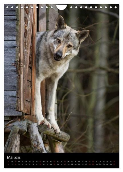 Produktbild: Faszination Wolfhund (Wandkalender 2026 DIN A4 hoch), CALVENDO Monatskalender