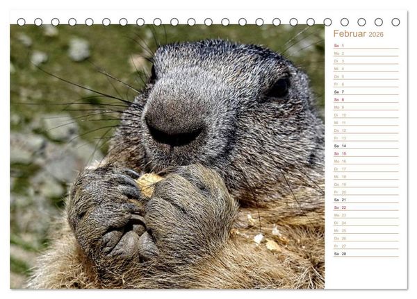 Produktbild: Wildlife - Verspielte Murmeltiere (Tischkalender 2026 DIN A5 quer), CALVENDO Monatskalender