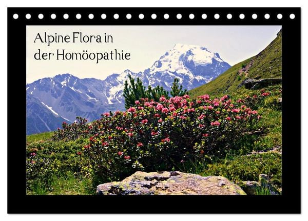 Produktbild: Alpine Flora in der Hom&ouml;opathie (Tischkalender 2026 DIN A5 quer), CALVENDO Monatskalender