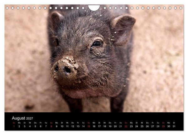 Produktbild: Schweinereien (Wandkalender 2027 DIN A4 quer), CALVENDO Monatskalender