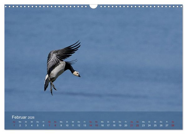 Produktbild: V&ouml;gel an Deutschlands K&uuml;sten (Wandkalender 2026 DIN A3 quer), CALVENDO Monatskalender