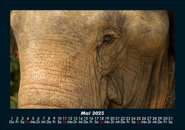 Produktbild: Elefanten - Die sanften Riesen Afrikas 2025 Fotokalender DIN A5