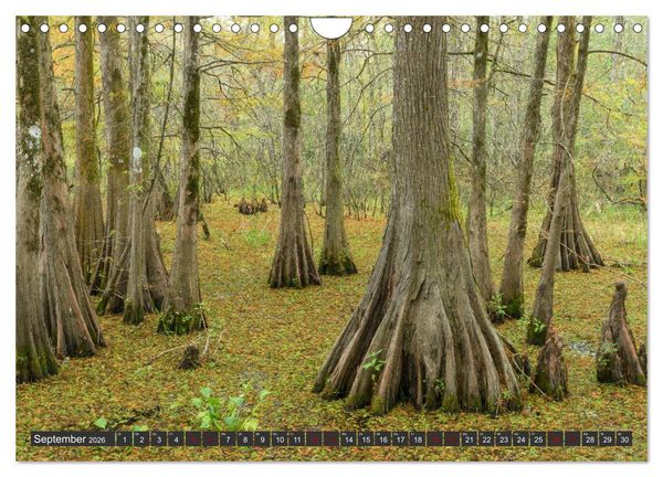Produktbild: Natur Paradies Mississippi Delta (Wandkalender 2026 DIN A4 quer), CALVENDO Monatskalender