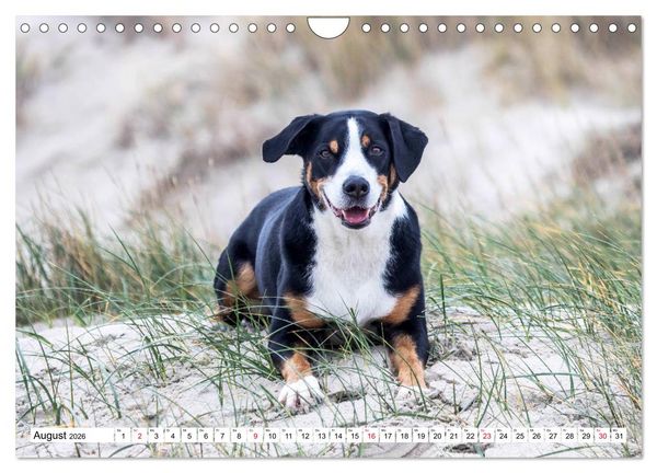 Produktbild: Appenzeller Sennenhunde (Wandkalender 2026 DIN A4 quer), CALVENDO Monatskalender
