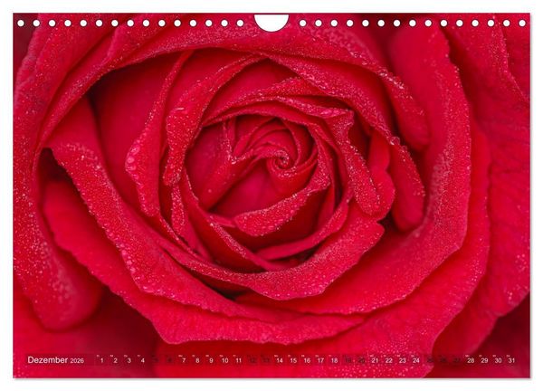 Produktbild: Rosen im Morgentau (Wandkalender 2026 DIN A4 quer), CALVENDO Monatskalender