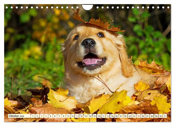 Produktbild: Golden Retriever - Freunde auf 4 Pfoten (Wandkalender 2026 DIN A4 quer), CALVENDO Monatskalender