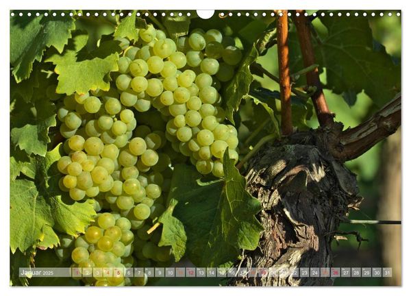 Produktbild: Wein- und Rebsorten aus Rheinland-Pfalz (Wandkalender 2025 DIN A3 quer), CALVENDO Monatskalender