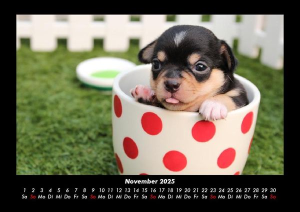 Produktbild: Hundezauber 2025 Fotokalender DIN A3