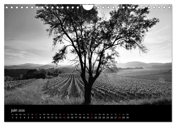 Produktbild: VIGNES DU SUD terroirs d'AOC (Calendrier mural 2026 DIN A4 vertical), CALVENDO calendrier mensuel