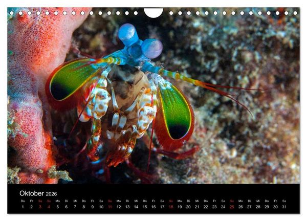 Produktbild: Faszinierendes Leben unter Wasser (Wandkalender 2026 DIN A4 quer), CALVENDO Monatskalender