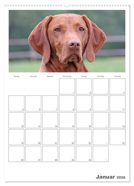 Produktbild: Magyar Vizsla (hochwertiger Premium Wandkalender 2026 DIN A2 hoch), Kunstdruck in Hochglanz