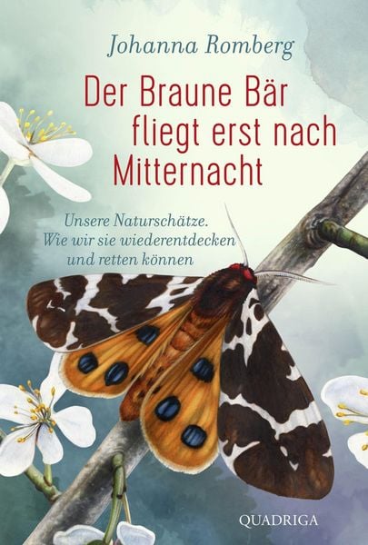 Produktbild: Der Braune B&auml;r fliegt erst nach Mitternacht