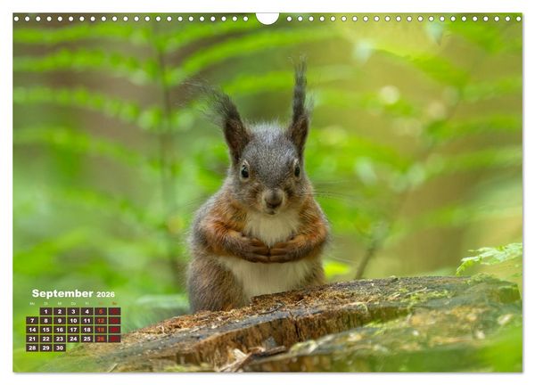 Produktbild: Das Eurasische Eichh&ouml;rnchen - Kunterbuntes Waldtreiben (Wandkalender 2026 DIN A3 quer), CALVENDO Monatskalender