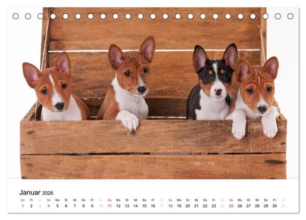 Produktbild: Allerliebste Basenji Welpen 2026 (Tischkalender 2026 DIN A5 quer), CALVENDO Monatskalender