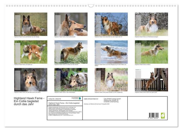 Produktbild: Highland Hawk Fame - Ein Collie begleitet durch das Jahr (Wandkalender 2026 DIN A2 quer), CALVENDO Monatskalender