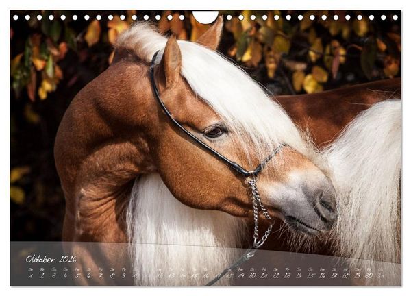 Produktbild: Haflinger-Pferde in Reinzucht (Wandkalender 2026 DIN A4 quer), CALVENDO Monatskalender