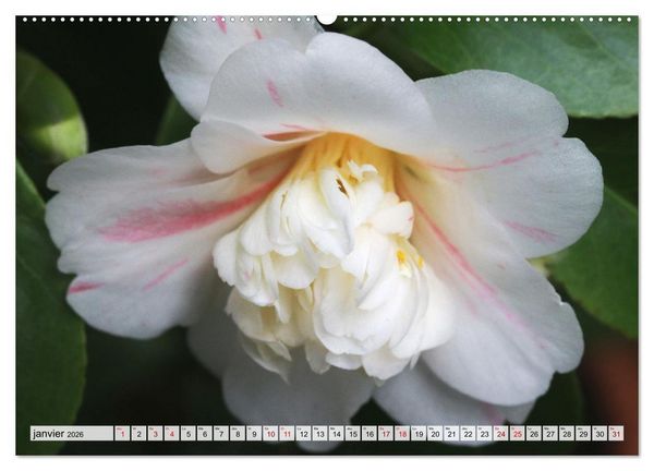 Produktbild: Plaisir des fleurs (Calendrier mural 2026 DIN A2 vertical) calendrier de bureau