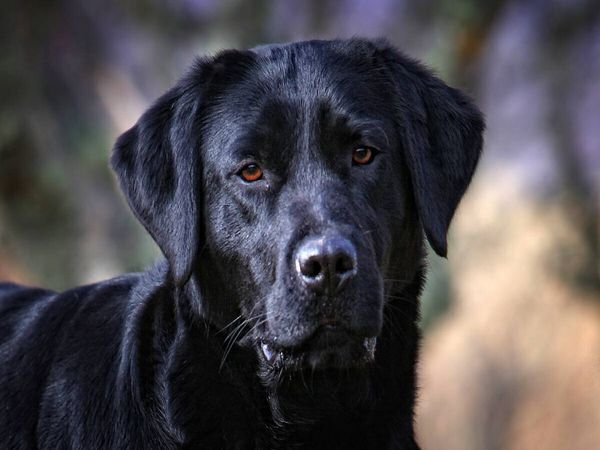 Produktbild: CALVENDO Puzzle Labrador Retriever - Treue Begleiter | 1000 Teile Lege-Gr&ouml;&szlig;e 64x48cm Foto-Puzzle f&uuml;r gl&uuml;ckliche Stunden