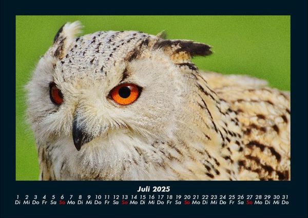 Produktbild: Vogelparadies 2025 Fotokalender DIN A4