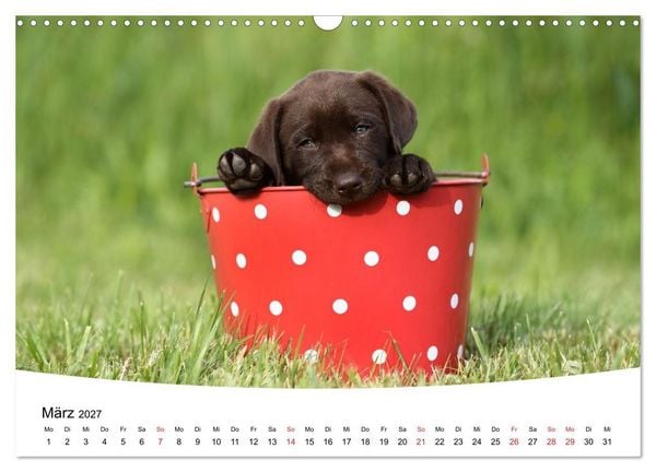 Produktbild: Labrador Welpen - Labrador Puppies (Wandkalender 2027 DIN A3 quer), CALVENDO Monatskalender