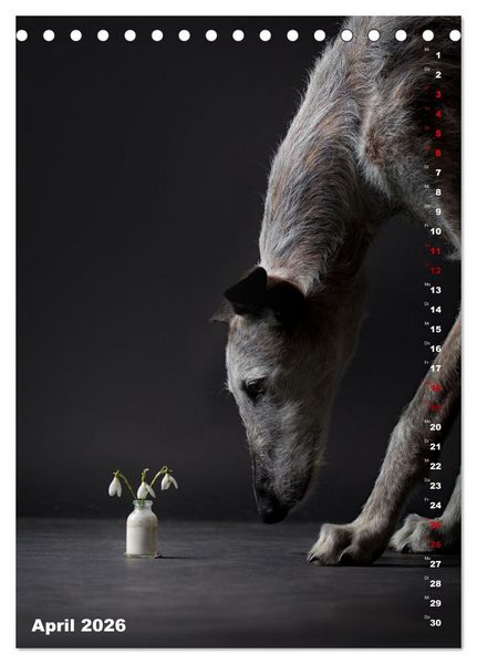 Produktbild: dogmuse deluxe (Tischkalender 2026 DIN A5 hoch), CALVENDO Monatskalender