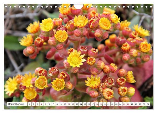 Produktbild: Bl&uuml;tenzauber auf Madeira. Wildblumen und Ziergew&auml;chse (Wandkalender 2027 DIN A4 quer), CALVENDO Monatskalender