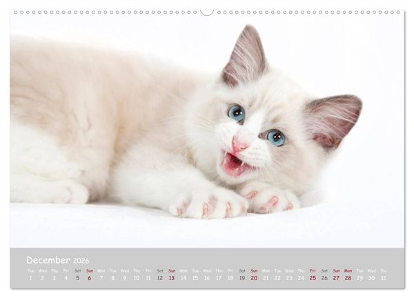 Produktbild: Amazing Ragdoll Kittens (High Quality Premium Wall Calendar 2026 DIN A2 landscape),CALVENDO 12 Month Wall Calendar