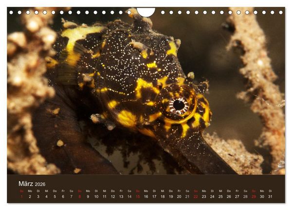 Produktbild: Meerestiere unter der Lupe - Unterwasserkalender (Wandkalender 2026 DIN A4 quer), CALVENDO Monatskalender