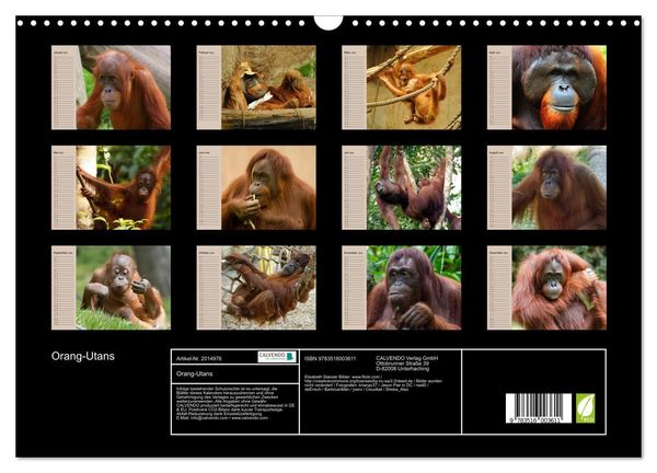 Produktbild: Orang-Utans (Wandkalender 2026 DIN A3 quer), CALVENDO Monatskalender