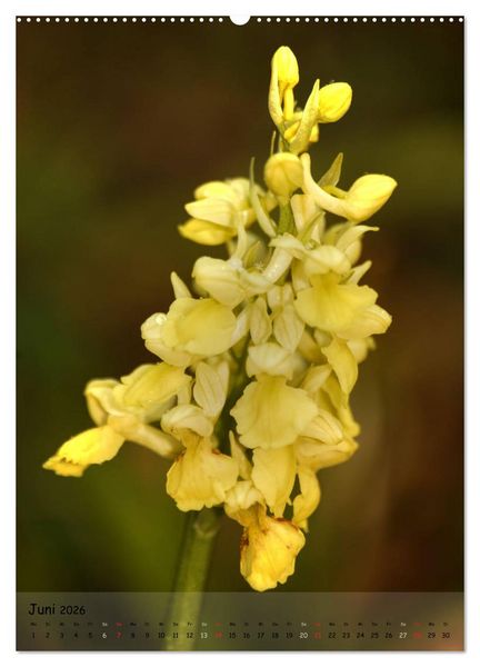 Produktbild: Juwelen der Natur - Ein Orchideensommer (Wandkalender 2026 DIN A2 hoch), CALVENDO Monatskalender