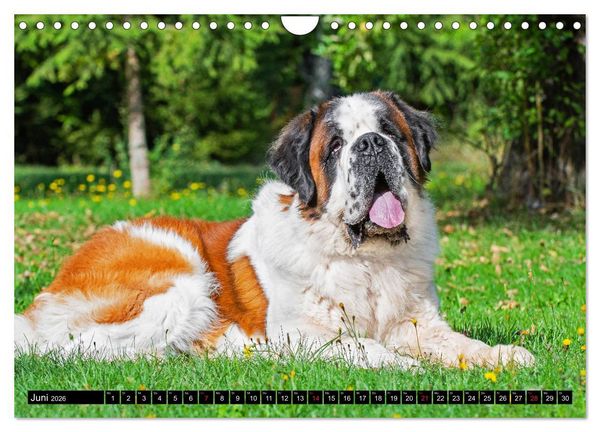Produktbild: Bernhardiner - Gigant auf vier Pfoten (Wandkalender 2026 DIN A4 quer), CALVENDO Monatskalender