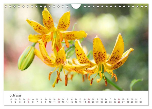 Produktbild: Feurige Lilien (Wandkalender 2026 DIN A4 quer), CALVENDO Monatskalender