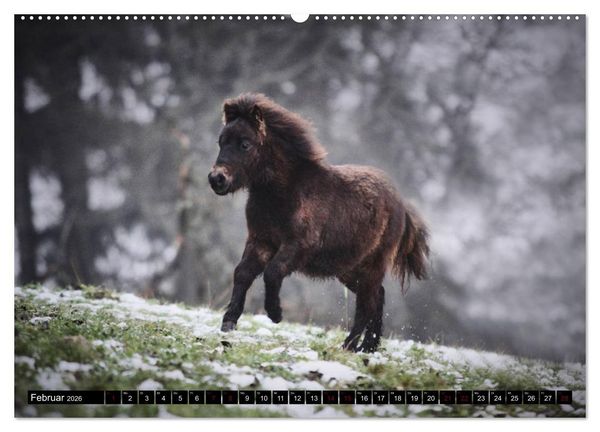 Produktbild: Shetlandpony Kalender (hochwertiger Premium Wandkalender 2026 DIN A2 quer), Kunstdruck in Hochglanz