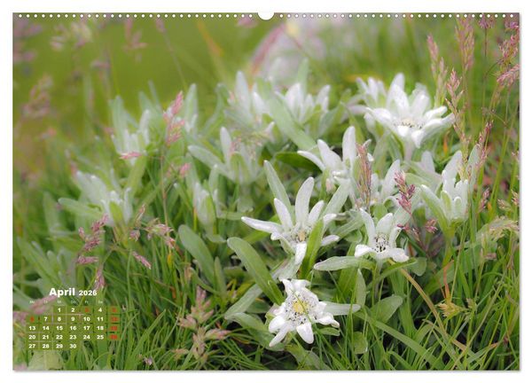Produktbild: Gro&szlig;glockner, Alpen, Murmeltiere & mehr by VogtArt (hochwertiger Premium Wandkalender 2026 DIN A2 quer), Kunstdruck in Hochglanz