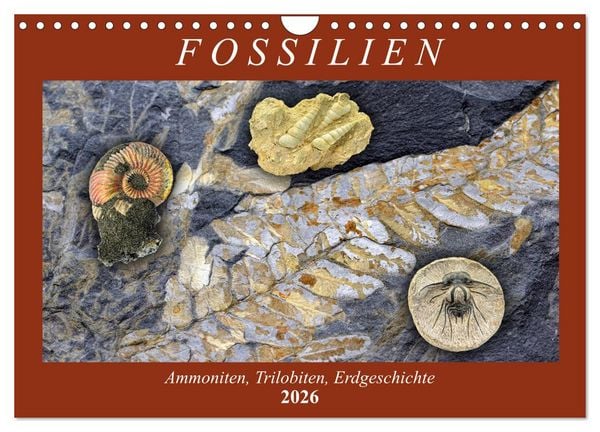 Produktbild: Fossilien - Ammoniten, Trilobiten, Erdgeschichte (Wandkalender 2026 DIN A4 quer), CALVENDO Monatskalender