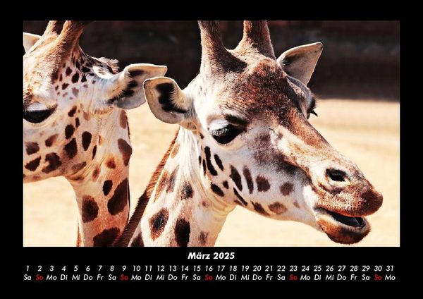 Produktbild: Giraffen 2025 Fotokalender DIN A3