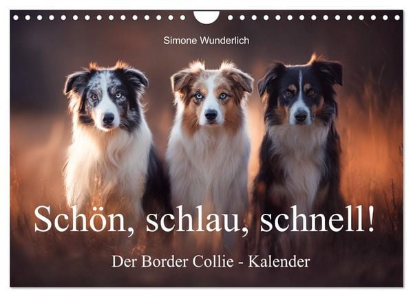Schön, schlau, schnell! - Der Border Collie - Kalender (Wandkalender 2026 DIN A4 quer), CALVENDO Monatskalender