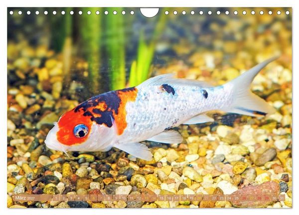 Produktbild: Koi: Juwelen im Teich (Wandkalender 2027 DIN A4 quer), CALVENDO Monatskalender